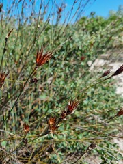 Willdenowia incurvata