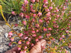 Erica spumosa