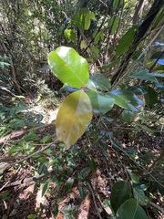 Diospyros yaouhensis