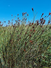 Willdenowia incurvata