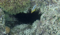 Chaetodon trifasciatus