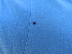 Ixodidae