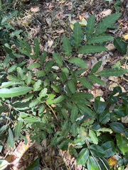 Cupaniopsis trigonocarpa