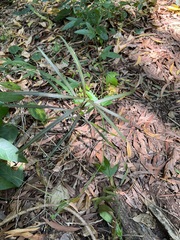 Planchonella cinerea