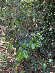 Diospyros yaouhensis