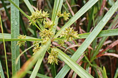 Cyperus textilis
