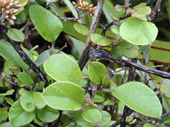 Helichrysum lanceolatum