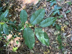 Huberantha nitidissima