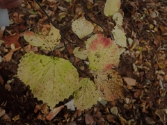 Viburnum wrightii