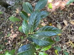 Diospyros fasciculosa