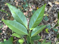 Diospyros fasciculosa