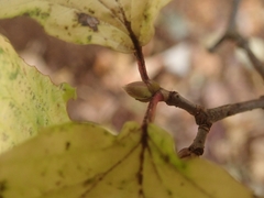 Viburnum wrightii