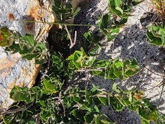 Searsia cuneifolia