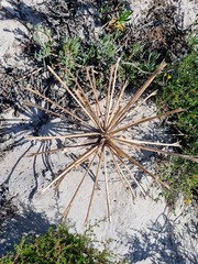 Brunsvigia orientalis