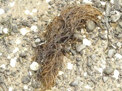 Gracilaria chilensis