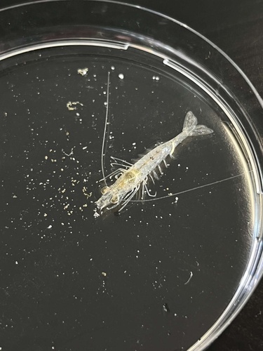 Metapenaeus macleayi observed 2022-09-29