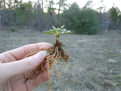 Sceptridium lunarioides