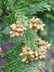 Cryptomeria japonica