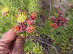 Leucospermum oleifolium