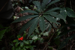 Paris polyphylla stenophylla