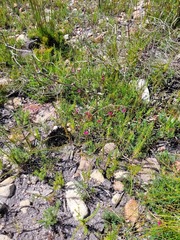 Indigofera capillaris
