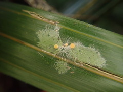 Coenogonium fallaciosum