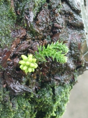 Cryptomeria japonica