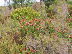 Leucospermum oleifolium