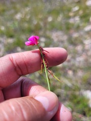Indigofera capillaris