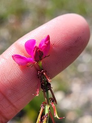 Indigofera capillaris