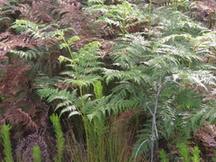 Pteridium aquilinum capense