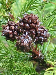 Cryptomeria japonica