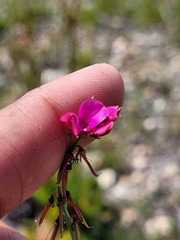 Indigofera capillaris