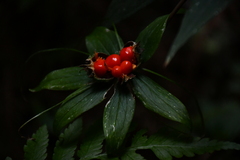 Paris polyphylla stenophylla