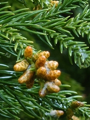 Cryptomeria japonica