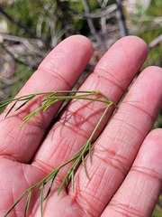 Indigofera capillaris