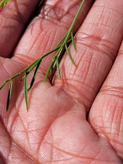 Indigofera capillaris
