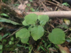 Fuchsia perscandens