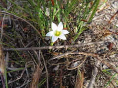 Romulea flava