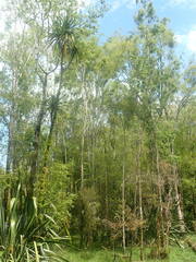 Plagianthus regius regius