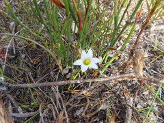Romulea flava