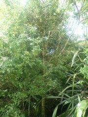 Plagianthus regius regius