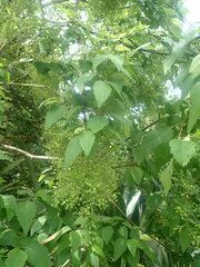 Plagianthus regius regius