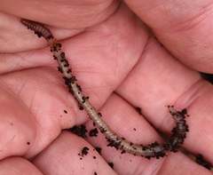 Lumbricus terrestris
