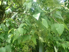 Plagianthus regius regius