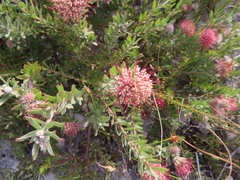 Leucospermum calligerum