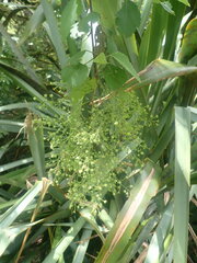 Plagianthus regius regius