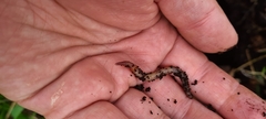 Lumbricus terrestris