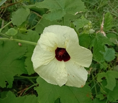 Hibiscus diversifolius
