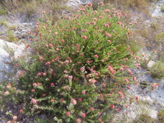 Leucospermum calligerum